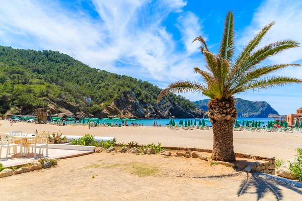 İspanya 'nın İbiza adasındaki Cala Benirras sahilindeki teras ve palmiye ağacındaki restoran masası.