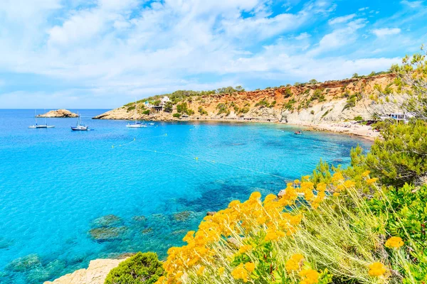 Cala d 'Hort sahili önü mavi deniz suyu ve sarı bahar çiçekleriyle dolu İbiza adası, İspanya