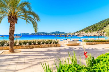 Güneşli yaz gününde İspanya 'nın İbiza adasında, Cala San Vicente körfezinde kumlu sahil boyunca uzanan palmiye ağacı ve şemsiyeler.