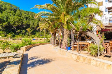 Güneşli yaz gününde İspanya 'nın İbiza adasında, Cala San Vicente körfezindeki kumlu sahil boyunca uzanan sahil boyunca uzanan palmiye ağaçları.