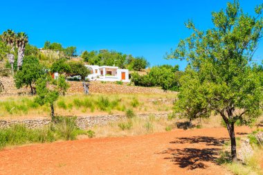 Arazide zeytin ağaçları ve İspanya 'nın baharında İbiza adasının kırsal kesiminde uzakta beyaz bir ev.