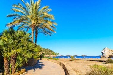 İspanya 'nın İbiza adasındaki Cala San Vicente körfezindeki sahil şeridinde palmiye ağacı.