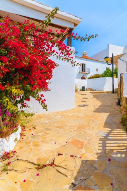 Santa Eularia şehrinin Puig de Missa bölgesindeki begonvil çiçekleri ve beyaz tipik evleri olan cadde, İbiza Adası, İspanya