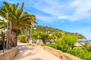 Cala San Vicente plajı boyunca palmiye ağaçlarıyla kıyı şeridi, İbiza adası, İspanya