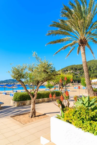 Güneşli yaz gününde İspanya 'nın İbiza adasında, Cala San Vicente körfezinde kumlu sahil boyunca uzanan tropikal çiçekler ve palmiye ağaçları.