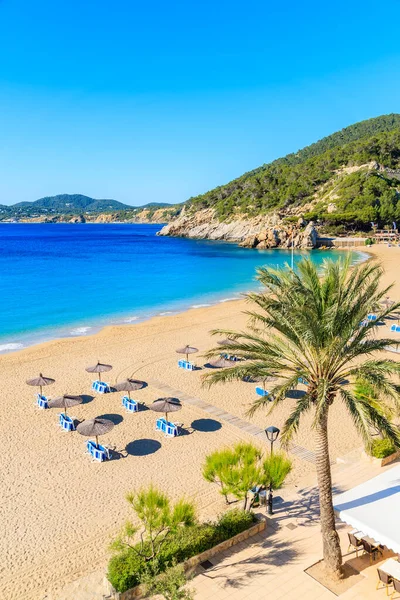 Kumlu Cala San Vicente Sahili, İbiza Adası, İspanya 'da palmiye ağacı ve güneşlenme yerleri.