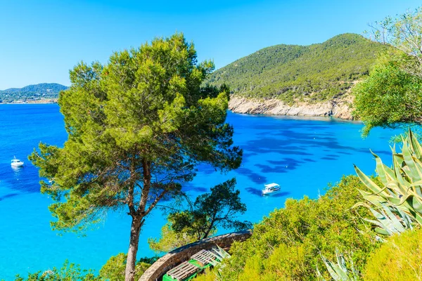 Çam ağacı ve güzel Cala San Vicente Körfezi manzarası. Gök mavisi deniz suyunda tekneleri, İbiza adası, İspanya.