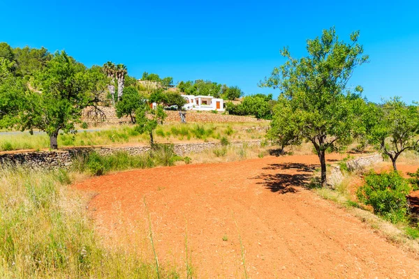İspanya 'nın İbiza adasının kuzey kesimindeki meyve bahçesinde zeytin ağaçları