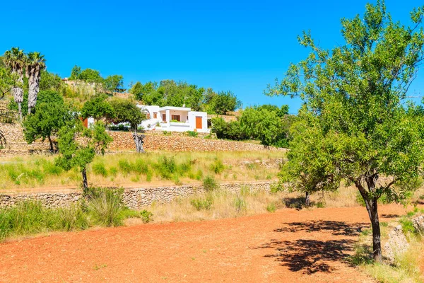 Arazide zeytin ağaçları ve İspanya 'nın baharında İbiza adasının kırsal kesiminde uzakta beyaz bir ev.