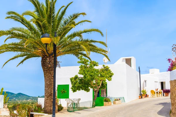 Beyaz tipik evleri ve Santa Eularia kasabası yakınlarındaki kırsal alanda palmiye ağaçları olan cadde, İbiza adası, İspanya