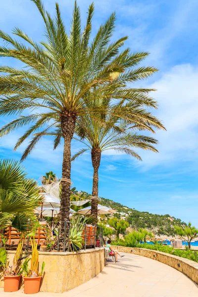 Cala San Vicente plajı boyunca palmiye ağaçlarıyla kıyı şeridi, İbiza adası, İspanya