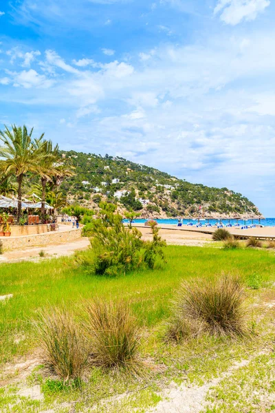 Cala San Vicente Körfezi İbiza Adası, İspanya 'daki yeşil kıyı bölgesi.