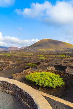 La Geria 'daki üzüm bağları