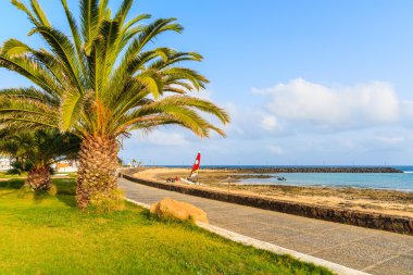 Costa Teguise şehirdeki bir plaj sahil mesire üzerinde palmiye ağacı