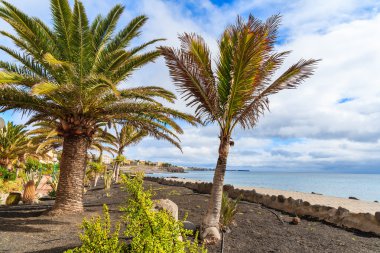Playa Blanca okyanus sahil mesire tropikal palmiye ağaçlarının