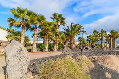 Playa Blanca köyde sahil mesire palmiye ağaçlarının