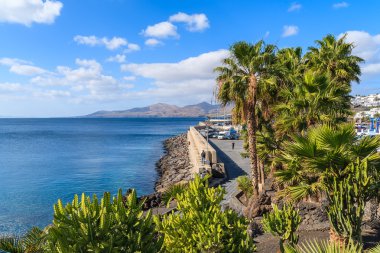 Puerto del Carmen şehirde okyanus kıyısı boyunca palmiye ağaçlarının
