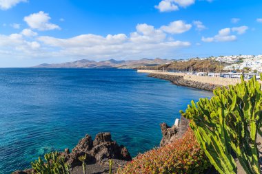 Puerto del Carmen tatil kasabasında okyanus kıyısında yeşil kaktüs bitki
