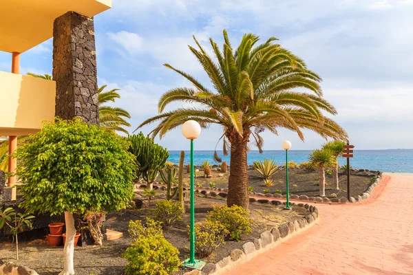 Plantas tropicais no beco a pé para passeio costeiro em Playa Blanca — Fotografia de Stock