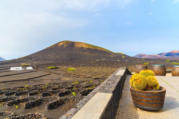 Plantas de cactus en macetas de madera de roble en terraza de bodega en La Geria —  Fotos de Stock