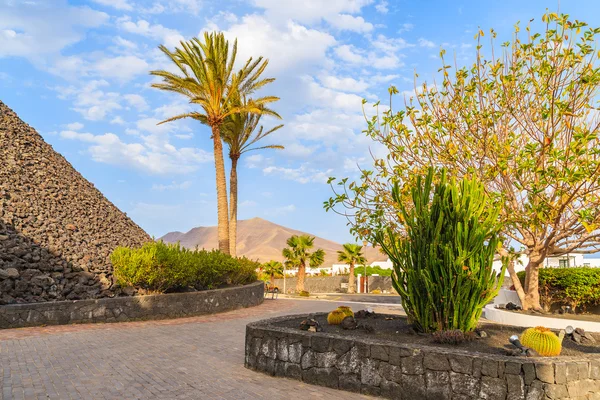 Plantas tropicales en plaza en Playa Blanca ciudad turística — Foto de Stock
