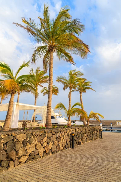Φοίνικες στο λιμάνι της Καραϊβικής στυλ για ιστιοπλοϊκών, Puerto Calero — Φωτογραφία Αρχείου