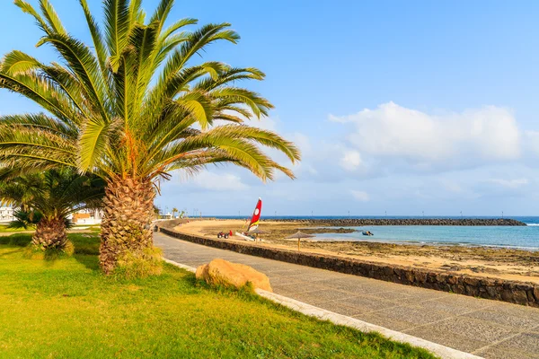 Costa Teguise şehirdeki bir plaj sahil mesire üzerinde palmiye ağacı