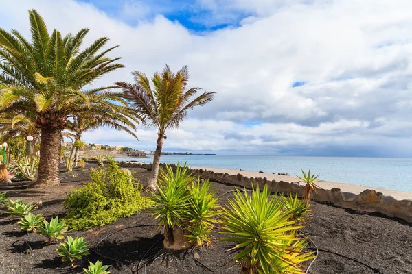 Palmeiras tropicais em Playa Blanca passeio costeiro ao longo do oceano — Fotografia de Stock