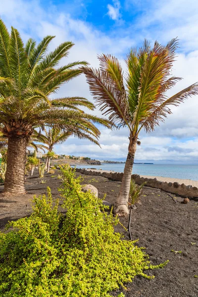 Palmiers tropicaux sur Playa Blanca promenade côtière le long de l'océan — Photo