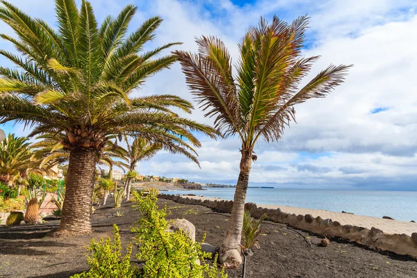 Palme tropicali sul lungomare di Playa Blanca lungo l'oceano — Foto Stock