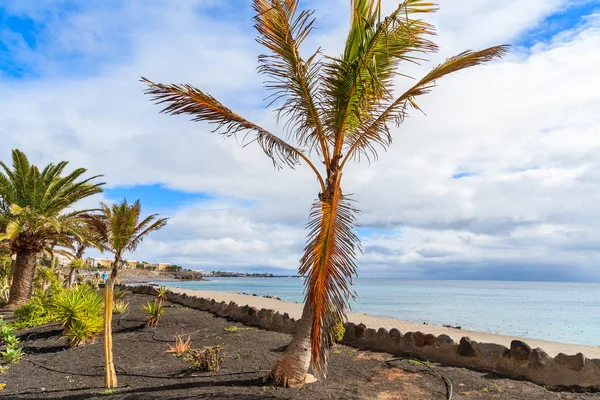 Tropical palm trees on Playa Blanca coastal promenade along ocean — Stock Photo, Image