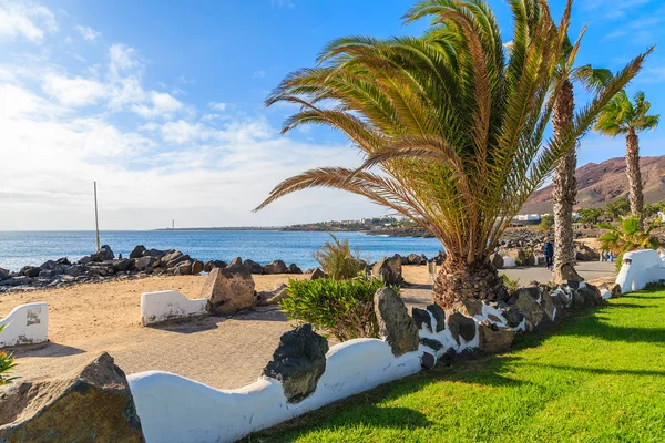 Φοίνικες σε παραλιακό χώρο περιπάτου στην Playa Blanca παραθεριστικό χωριό — Φωτογραφία Αρχείου