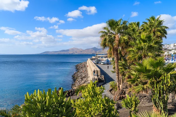Palme sul lungomare lungo la costa dell'oceano nella città di Puerto del Carmen — Foto Stock