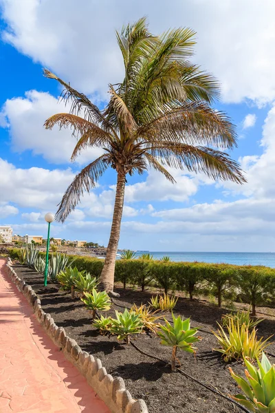 Palmeira no calçadão ao longo do oceano em Playa Blanca resort de férias — Fotografia de Stock