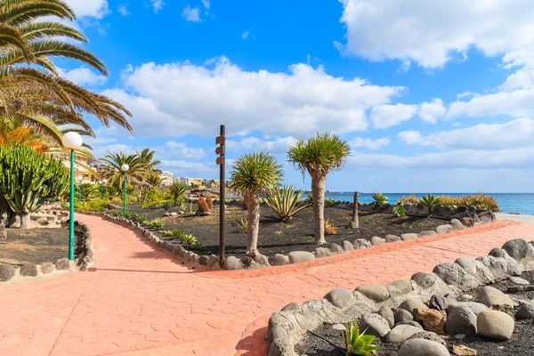 Tumbuhan tropis di pantai Playa Blanca promenade — Stok Foto