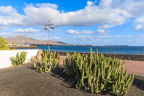 Grüne Kakteenpflanzen an der Küstenpromenade entlang des Ozeans in playa blanca — Stockfoto
