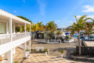 Palm trees in Puerto Calero marina