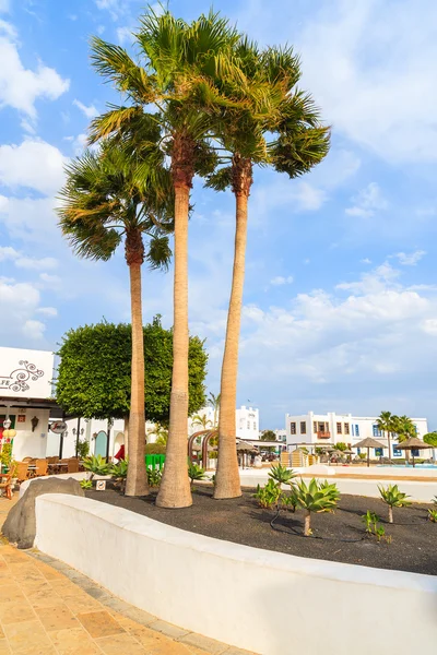 Palm trees in marina Rubicon — Stockfoto