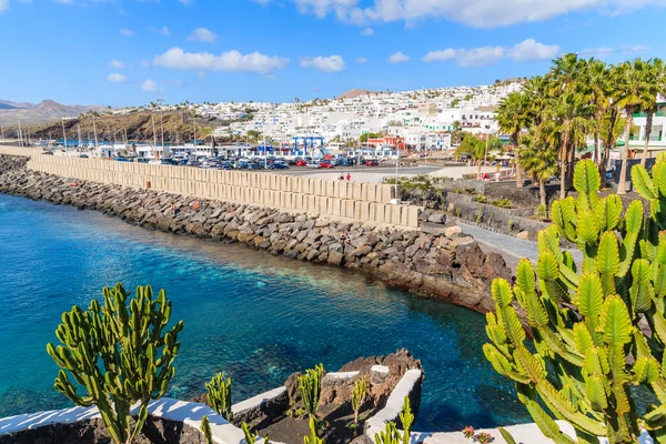 Kaktus växter i kuststaden Puerto del Carmen stad — Stockfoto