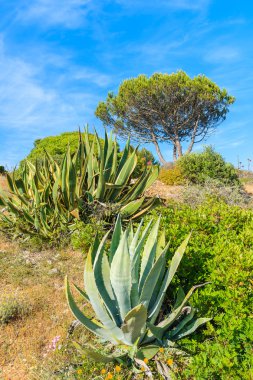 Tropik bitkiler yeşil çayır üzerinde
