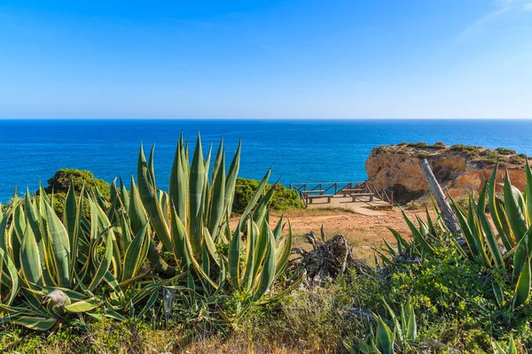 Piante di agave tropicali sulla costa del Portogallo — Foto Stock