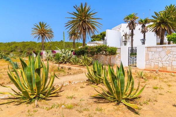 Bir evin önünde agav bitkiler