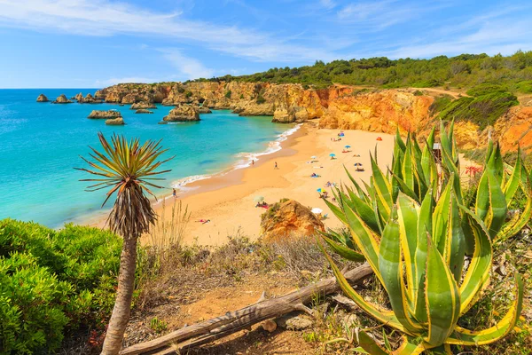 Plantas tropicais em rochas de penhascos — Fotografia de Stock