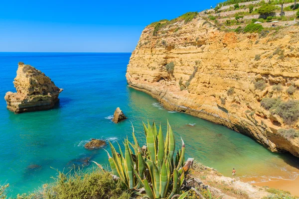 Agave verte sur une belle plage — Photo