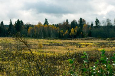 Sonbahar doğasının güzel manzarası