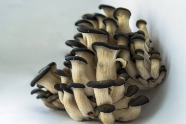 Beyaz arka planda izole edilmiş taze istiridye mantarları