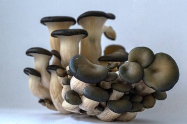 Beyaz arka planda izole edilmiş taze istiridye mantarları