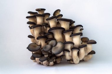 Beyaz arka planda izole edilmiş taze istiridye mantarları