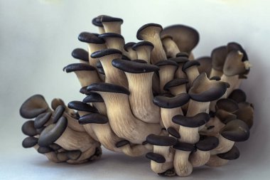 Beyaz arka planda izole edilmiş taze istiridye mantarları