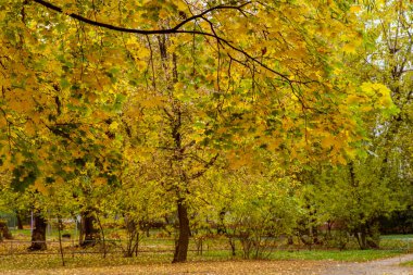 Doğada bitki, sonbaharda